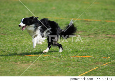 狗狗,狗,飛盤 53928175