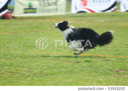 狗狗,狗,飛盤 53928202