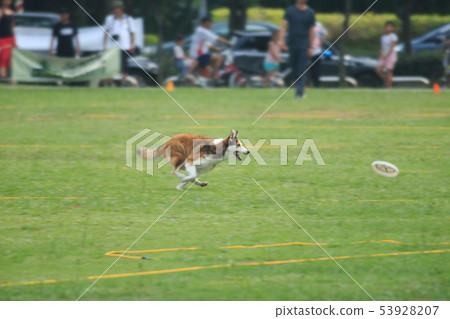 狗狗,狗,飛盤 53928207