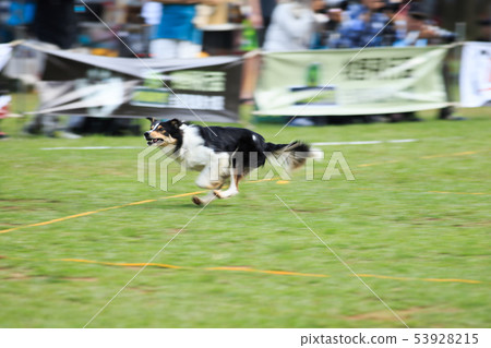 狗狗,狗,飛盤 53928215