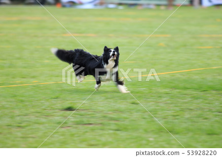 狗狗,狗,飛盤 狗狗,狗,飛盤 53928220