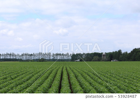 Scenery with farms in the Tokachi region of Hokkaido Scenery with farms in the Tokachi region of Hokkaido 53928487