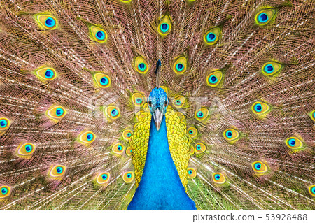 front view of blue male indian peacock front view of blue male indian peacock 53928488