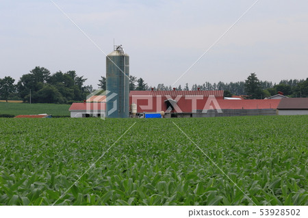 Scenery with farms in the Tokachi region of Hokkaido 53928502