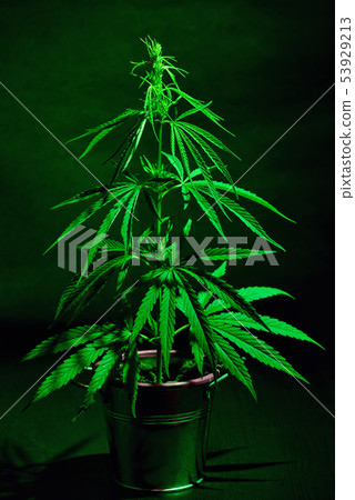 Marijuana Plant Shot Inside Marijuana Plant Shot Inside 53929213