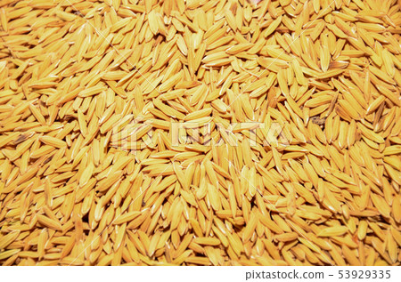Seed of Thai jasmine rice  in market. 53929335