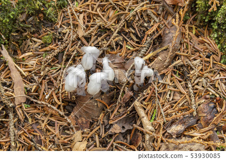 Fuji tree sea ginkgo Fuji tree sea ginkgo 53930085