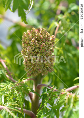 Staghorn sumac 53930636