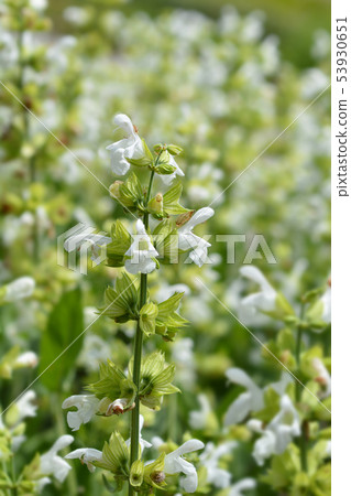 White Greek sage 53930651