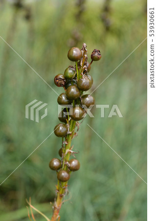 Kings spear 53930661