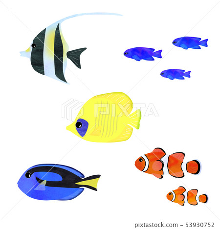 熱帶魚海水魚 53930752