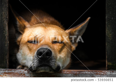 Sad view of a lonely red dog sleeping in the kennel - an old wooden house Sad view of a lonely red dog sleeping in the kennel - an old wooden house 53930851