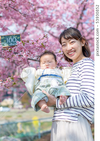 Cherry blossoms and family photos 53930852