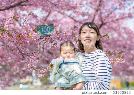Cherry blossoms and family photos 53930853