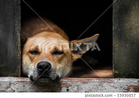 Sad view of an alone brown dog resting in the kennel - an old wooden house Sad view of an alone brown dog resting in the kennel - an old wooden house 53930857