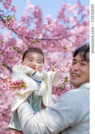 Cherry blossoms and family photos Cherry blossoms and family photos 53930889