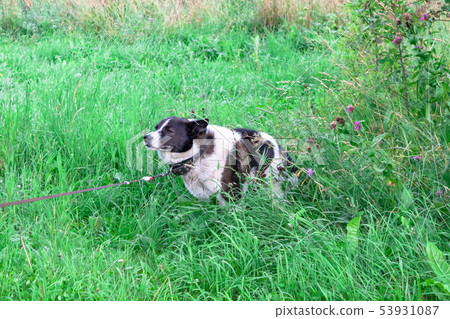 Black and white russian East European siberian Black and white russian East European siberian 53931087