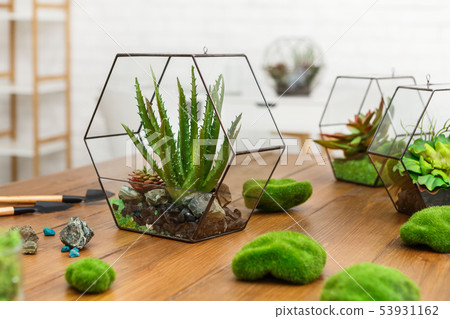 Florarium vases with plants and moss stones on table. Florarium vases with plants and moss stones on table. 53931162
