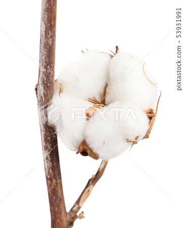 dried ripe boll of cotton plant on branch isolated dried ripe boll of cotton plant on branch isolated 53931991