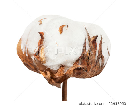 side view of dried ripe boll of cotton plant 53932060