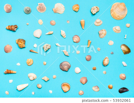 collage from natural dried sea shells on blue 53932061