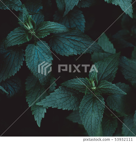 Beautiful dark background of green leaves. 53932111