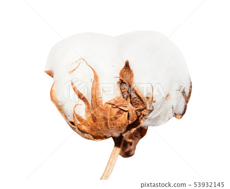 side view of boll of cotton plant with cottonwool side view of boll of cotton plant with cottonwool 53932145
