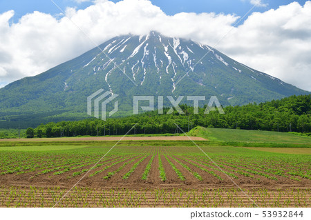 在北海道初夏俱知安町拍攝馬鈴薯田和降雪山羊的圖片 在北海道初夏俱知安町拍攝馬鈴薯田和降雪山羊的圖片 53932844