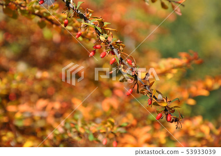 A branch of ripe red barberry in a park A branch of ripe red barberry in a park 53933039