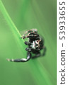 Jumping Spider on a green background. Selective focus. 53933655