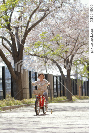 幼兒（4歲）在櫻花下騎自行車 53934066