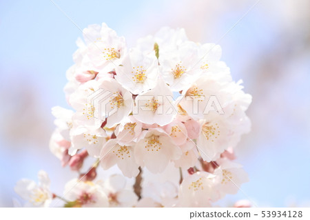 Cherry blossoms in the Inatori plateau 53934128