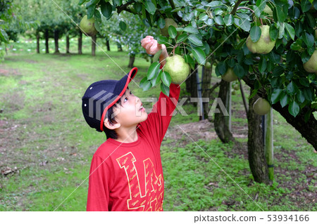 Children looking for bugs in the La France field Children looking for bugs in the La France field 53934166