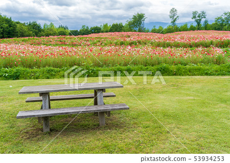 Poppy Flower Garden Miyagi Kawasaki Poppy Flower Garden Miyagi Kawasaki 53934253