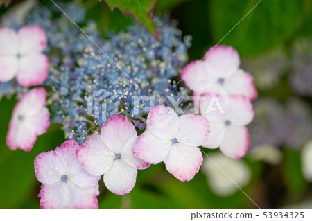 Katahara Onsen繡球花村6733 Katahara Onsen繡球花村6733 53934325