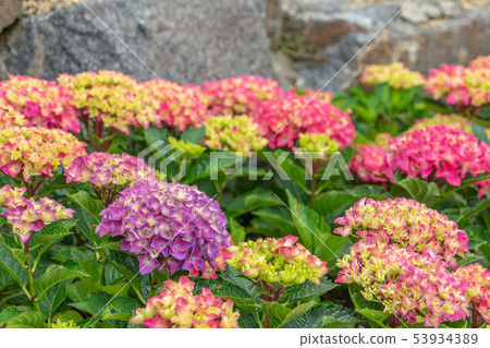 Katahara Onsen繡球花村6484 53934389
