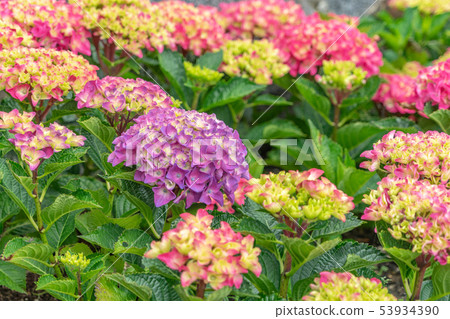 Katahara Onsen繡球花村6481 Katahara Onsen繡球花村6481 53934390