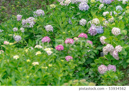 Katahara Onsen Ajisai no Sato 6074 Katahara Onsen Ajisai no Sato 6074 53934562