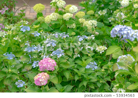 Katahara Onsen Ajisai no Sato 6068 53934563