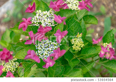 Katahara Onsen hydrangea village 6062 53934564