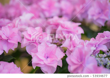 Katahara Onsen hydrangea village 6865 53934677