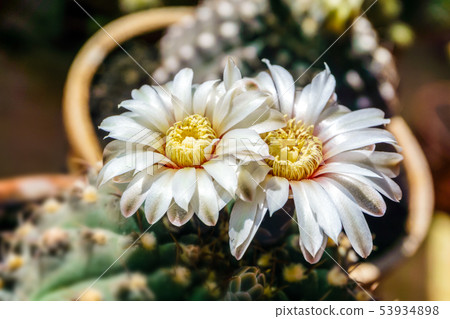 beautiful white flowers of blooming cactus beautiful white flowers of blooming cactus 53934898