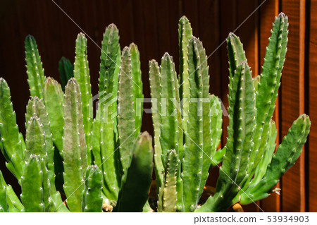 houseplant stapelia is illuminated by the sun 53934903