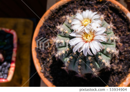 beautiful white flowers of blooming cactus 53934904