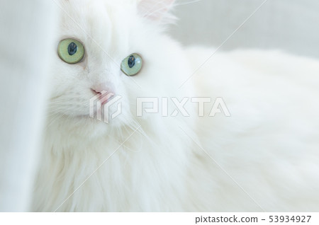 Various facial expressions of cat 53934927