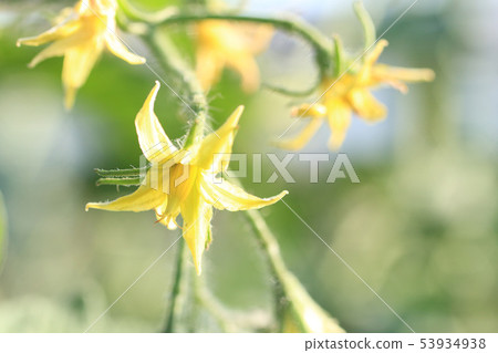番茄花番茄栽培 53934938