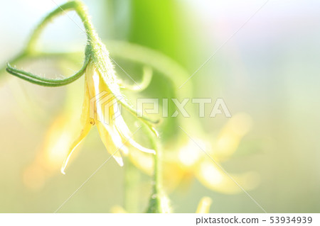 Tomato flower tomato cultivation Tomato flower tomato cultivation 53934939