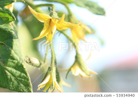 Tomato flower tomato cultivation Tomato flower tomato cultivation 53934940
