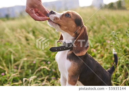 Beagle puppy takes a treat from a man's hand Beagle puppy takes a treat from a man's hand 53935144