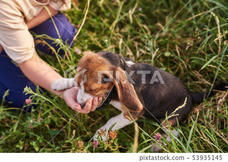 Beagle puppy eats a treat from his hand 53935145